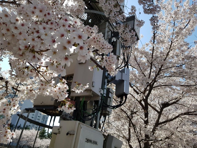 networking infrastructure amidst flowering cherry blossom trees